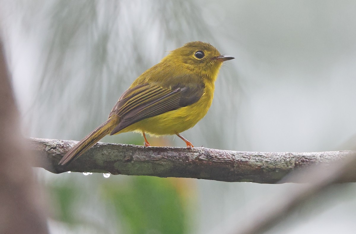 Citrine Canary-Flycatcher - ML392411351