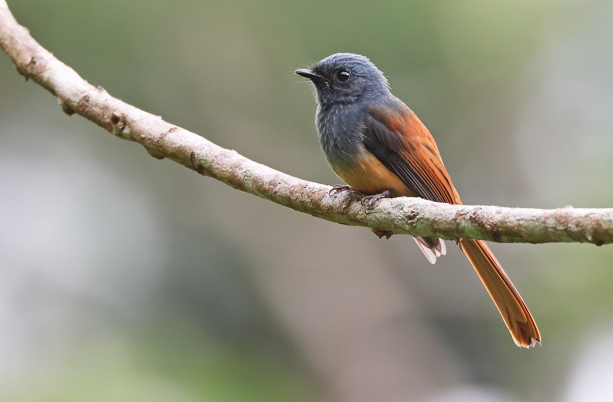Blue-headed Fantail - Robert Hutchinson / Birdtour Asia