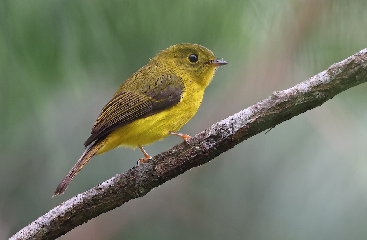 Citrine Canary-Flycatcher - ML392411381