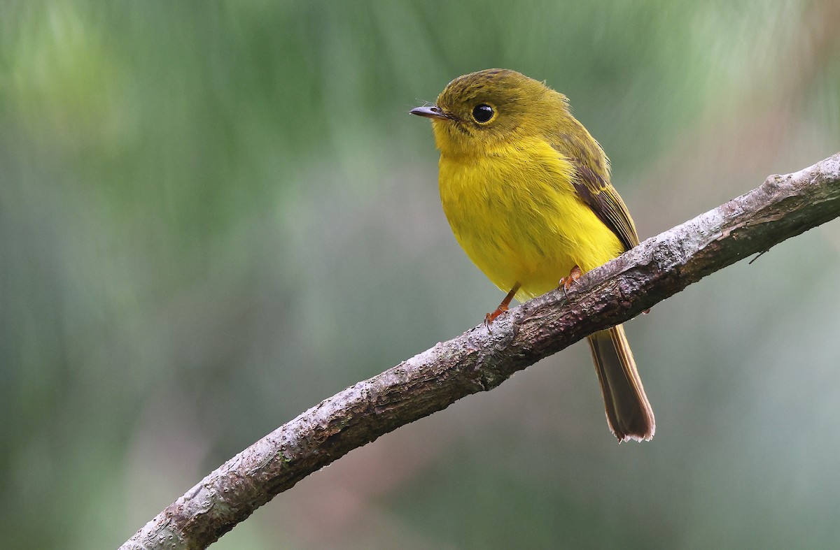 Citrine Canary-Flycatcher - ML392411391