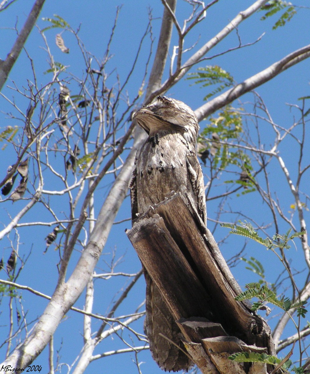 Northern Potoo - ML39241141