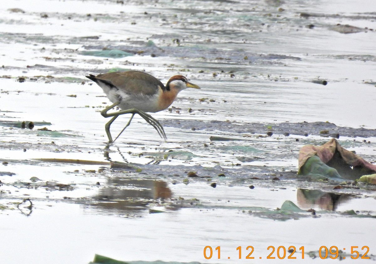 Bronze-winged Jacana - ML392411411