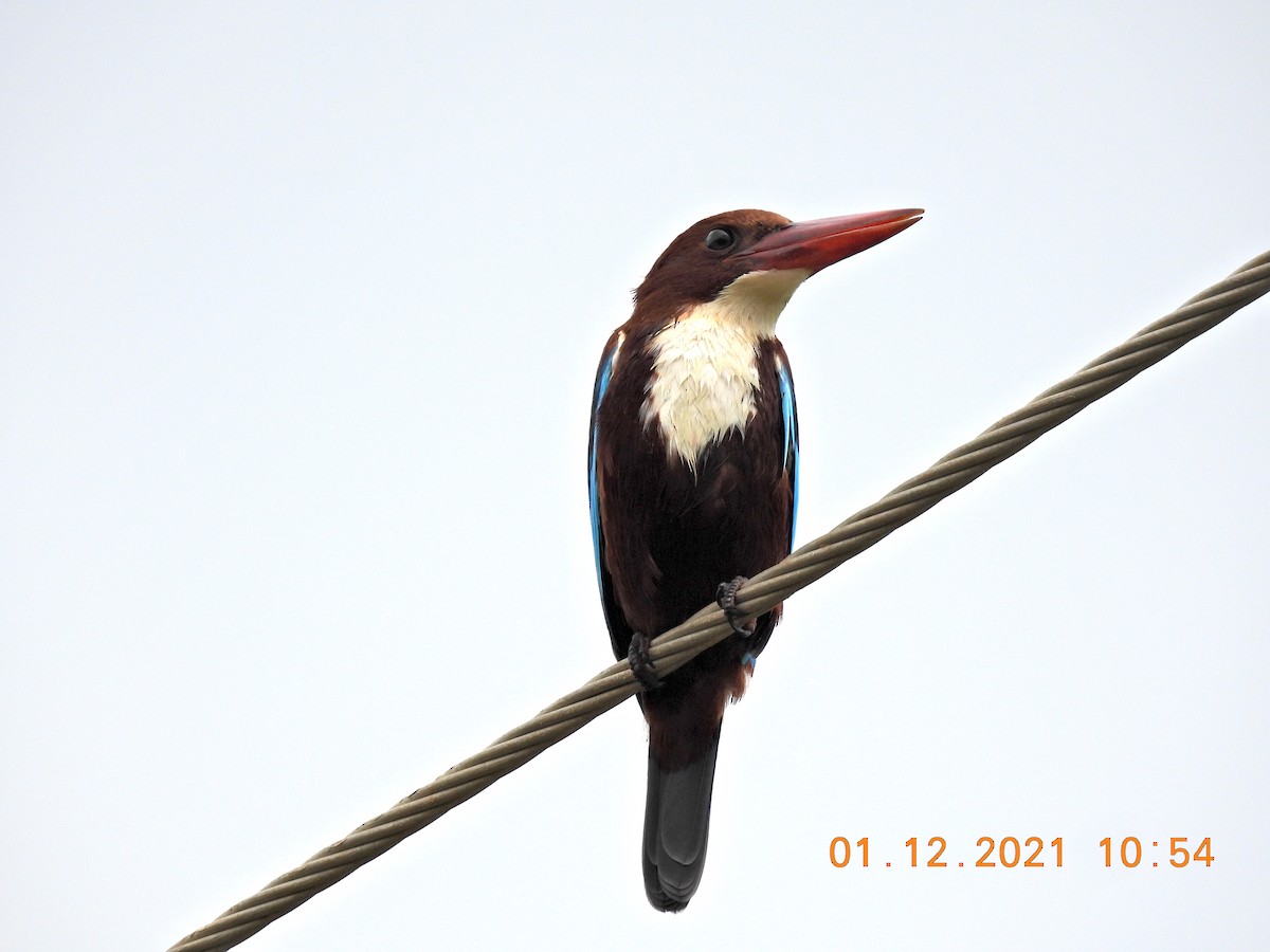 White-throated Kingfisher - ML392411481