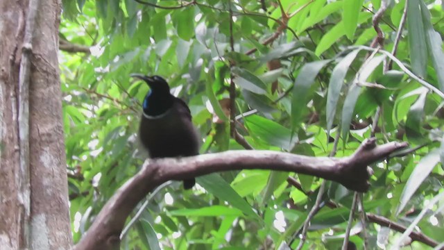 Paradisier gorge-d'acier - ML392412021