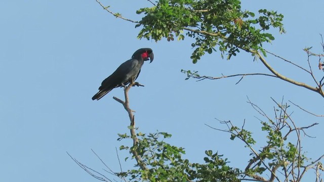 Palm Cockatoo - ML392412031