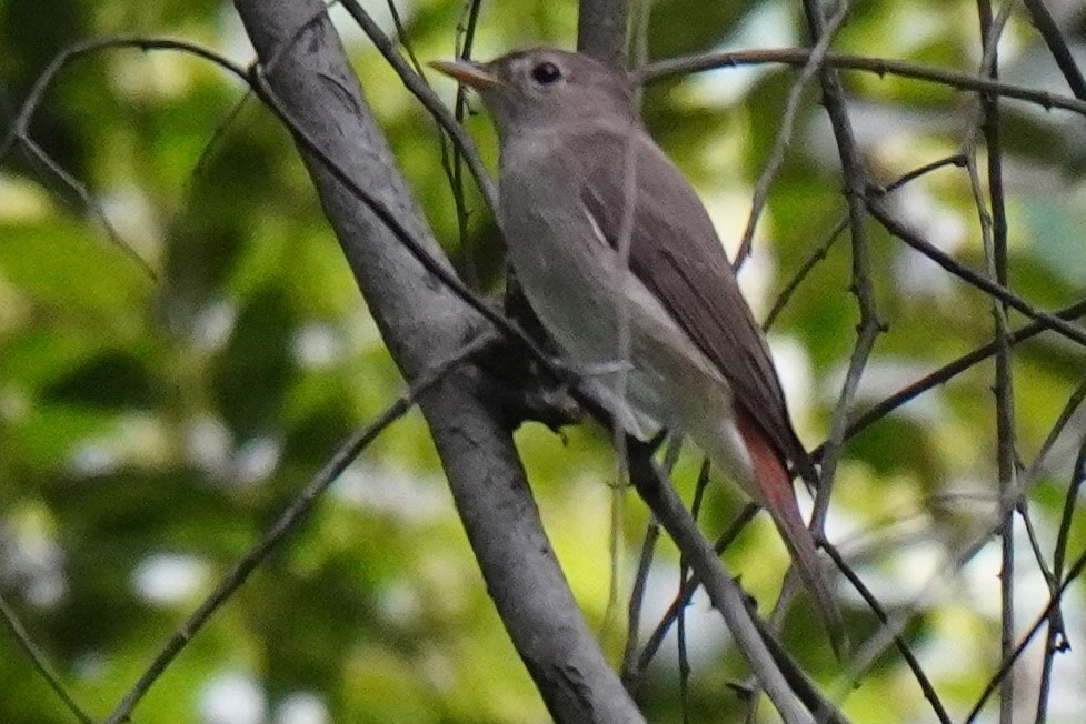 Rusty-tailed Flycatcher - ML392414651