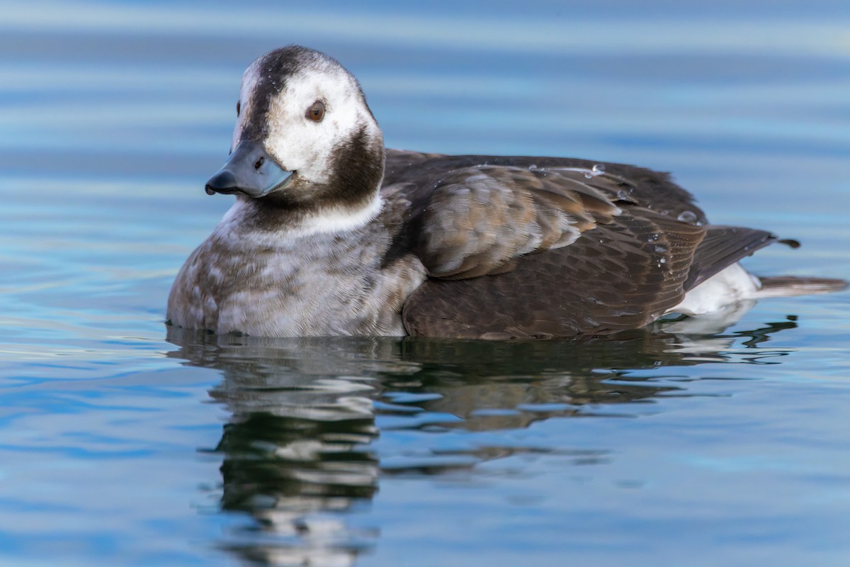 Long-tailed Duck - ML392416271