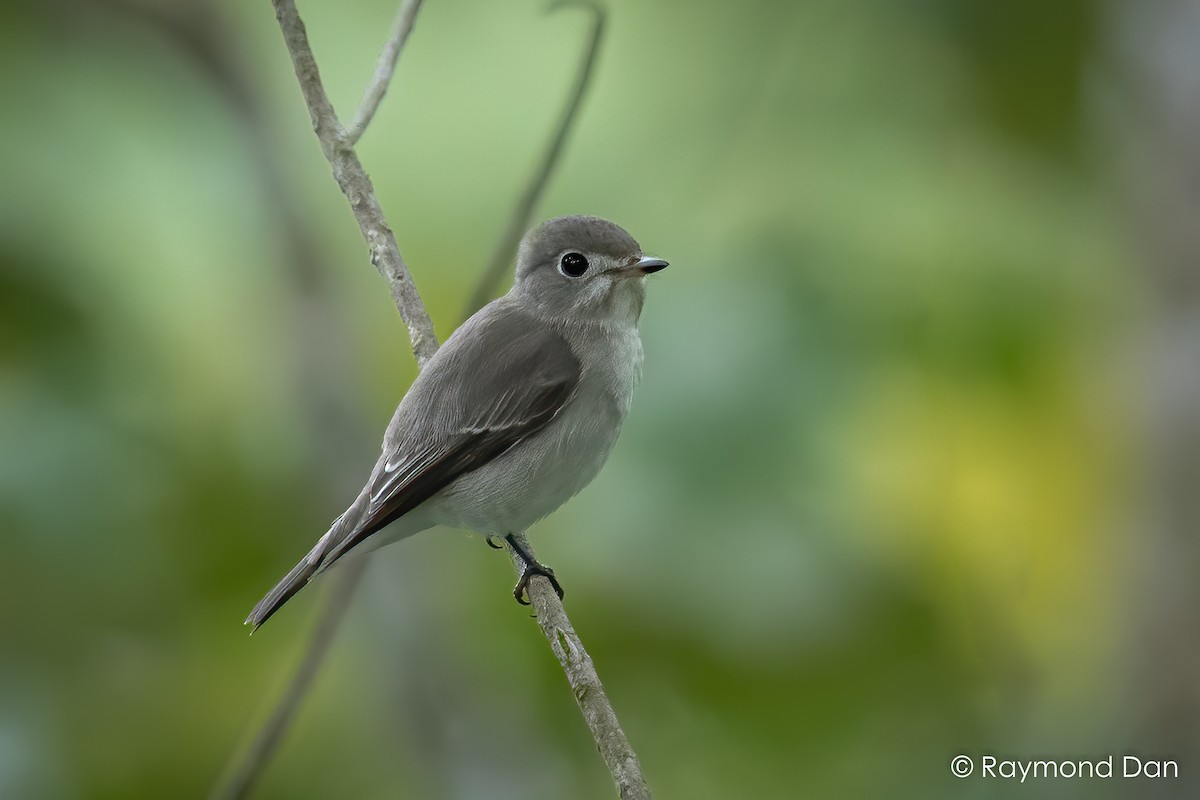 Дагуурын намнаахай - ML392416391