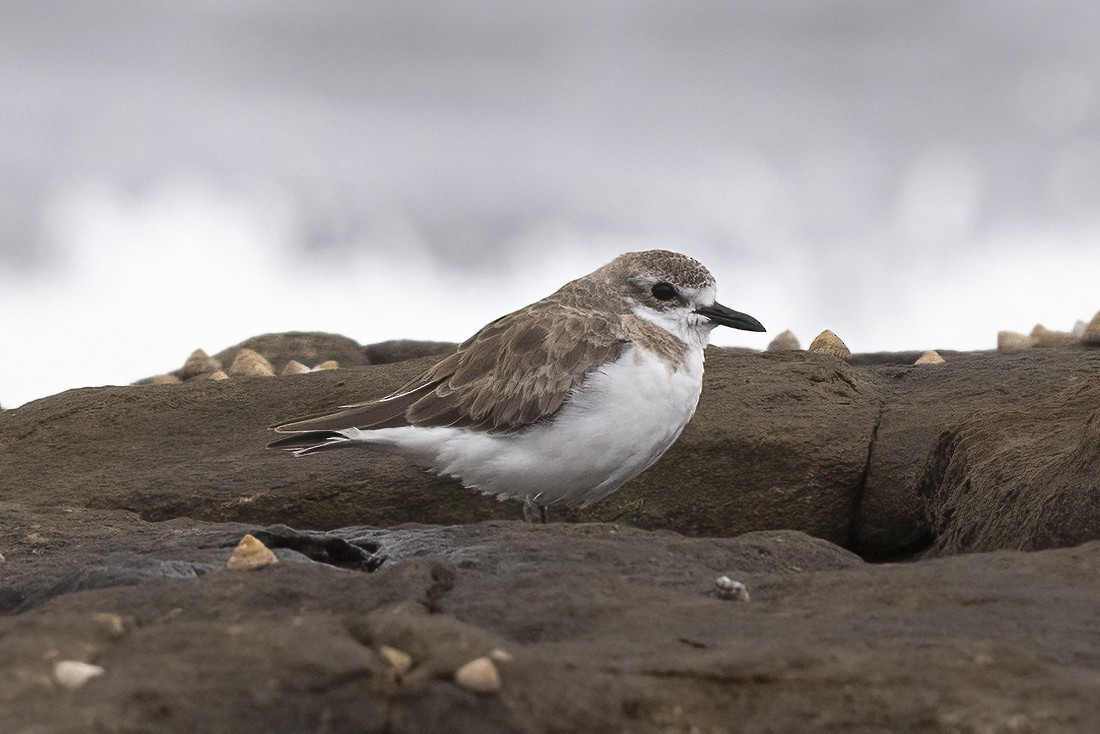 Greater Sand-Plover - ML392416471