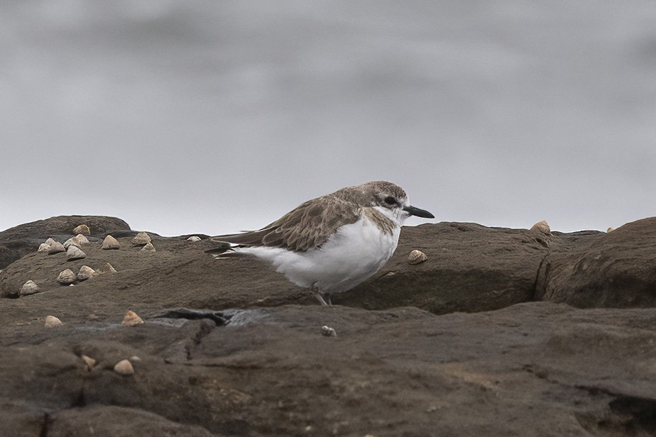 Greater Sand-Plover - ML392416481