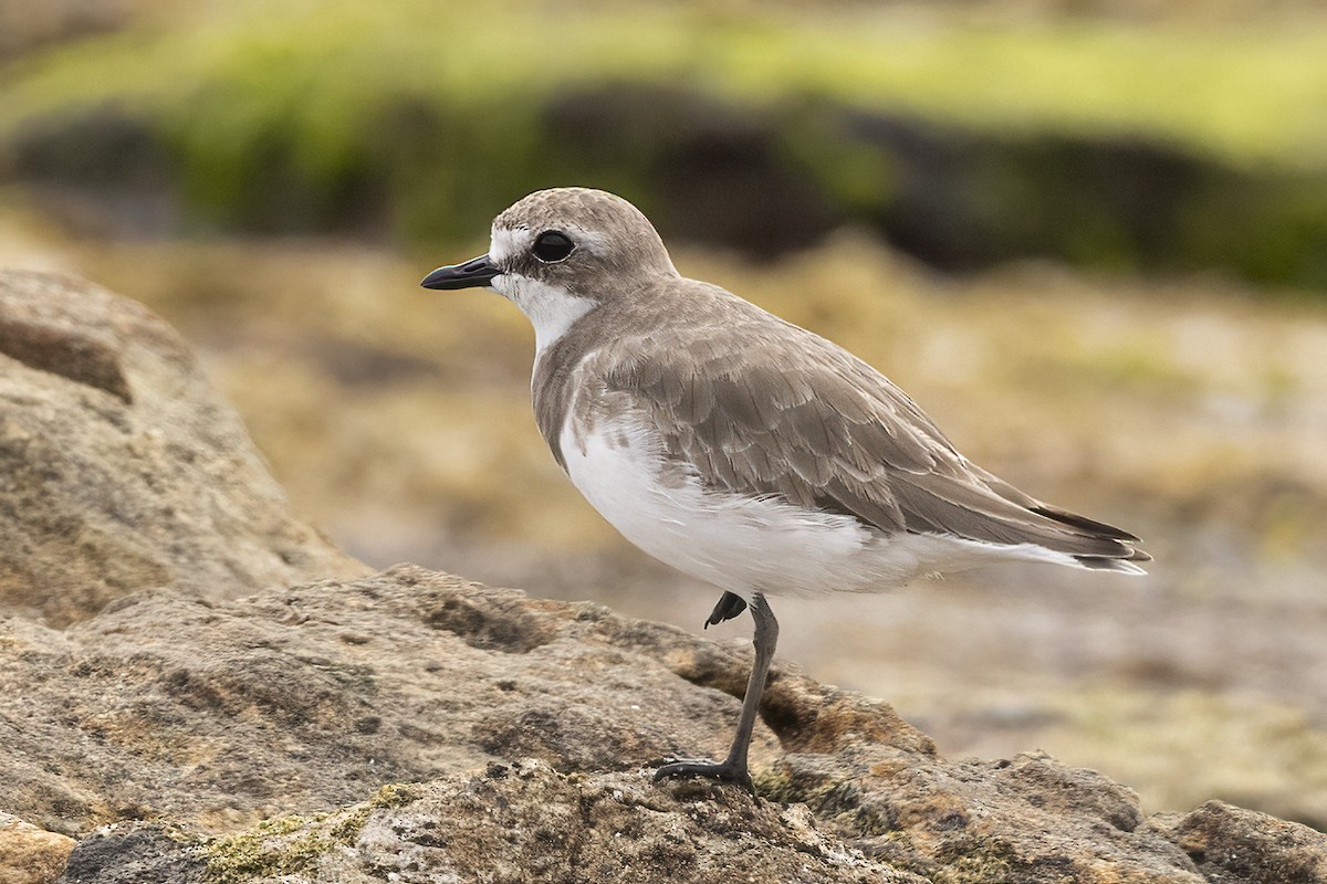 Siberian Sand-Plover - Hans Wohlmuth