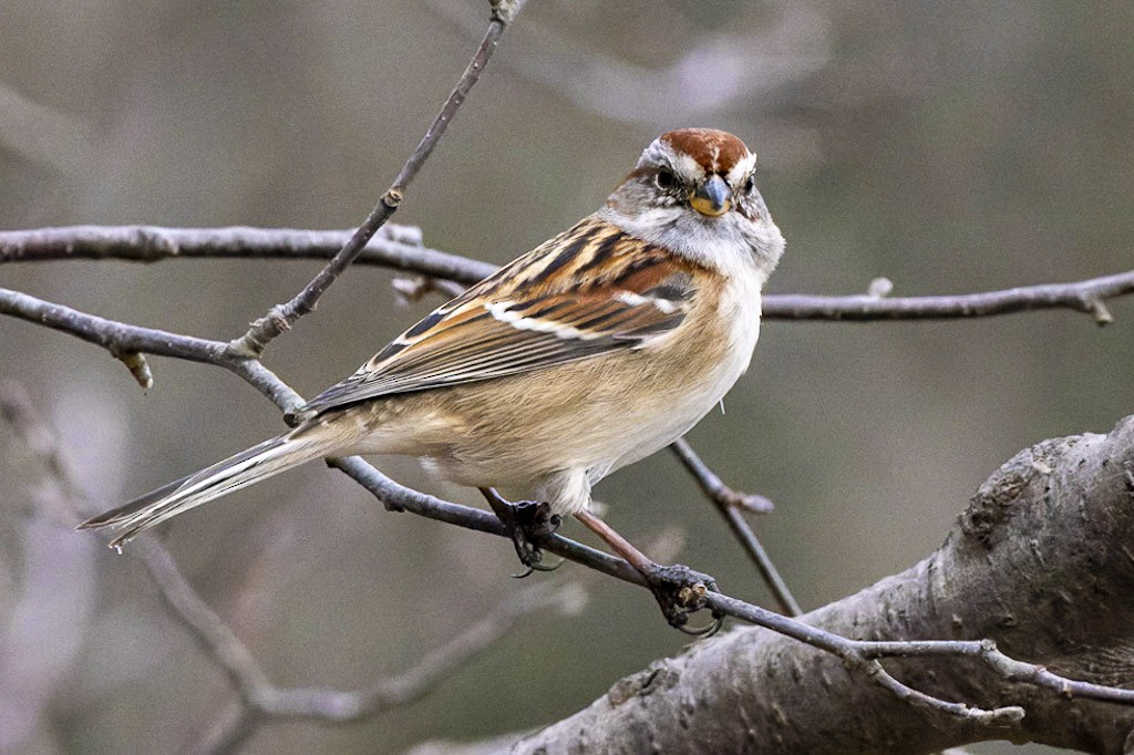 American Tree Sparrow - ML392416621