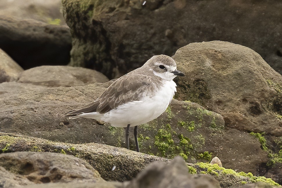 Siberian Sand-Plover - Hans Wohlmuth