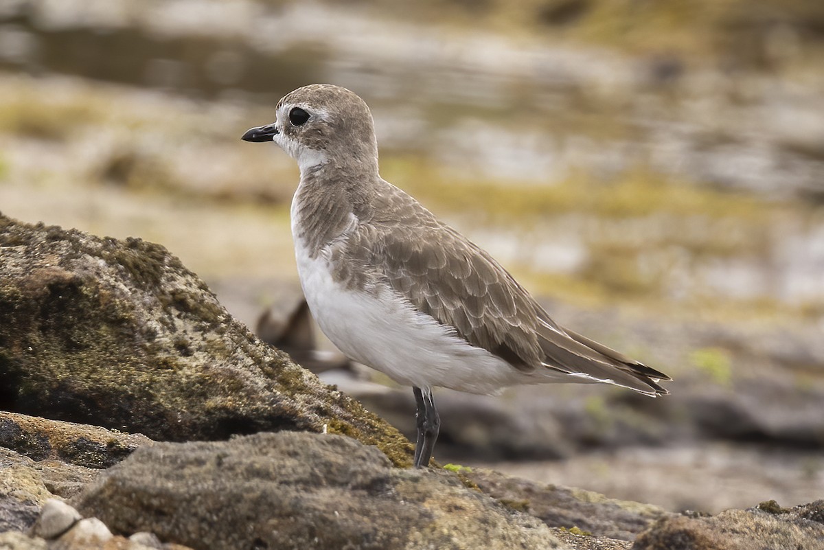 Siberian Sand-Plover - Hans Wohlmuth