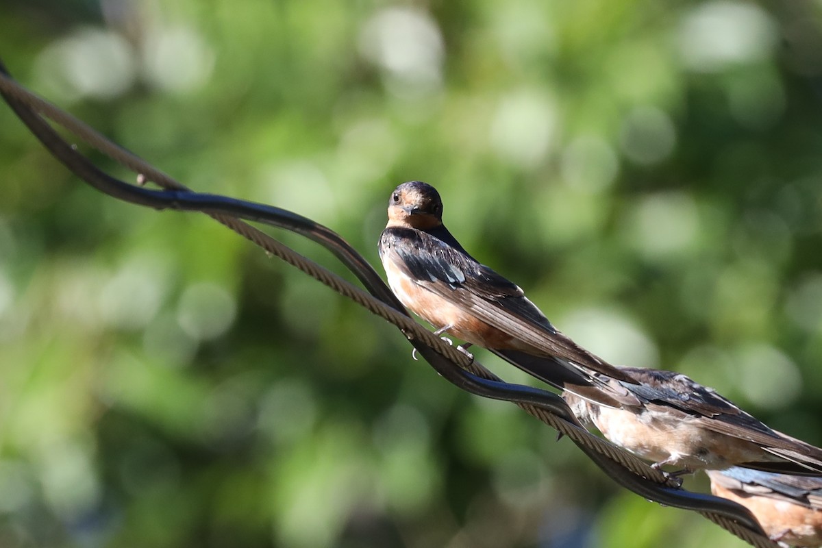 Golondrina Común - ML392417141