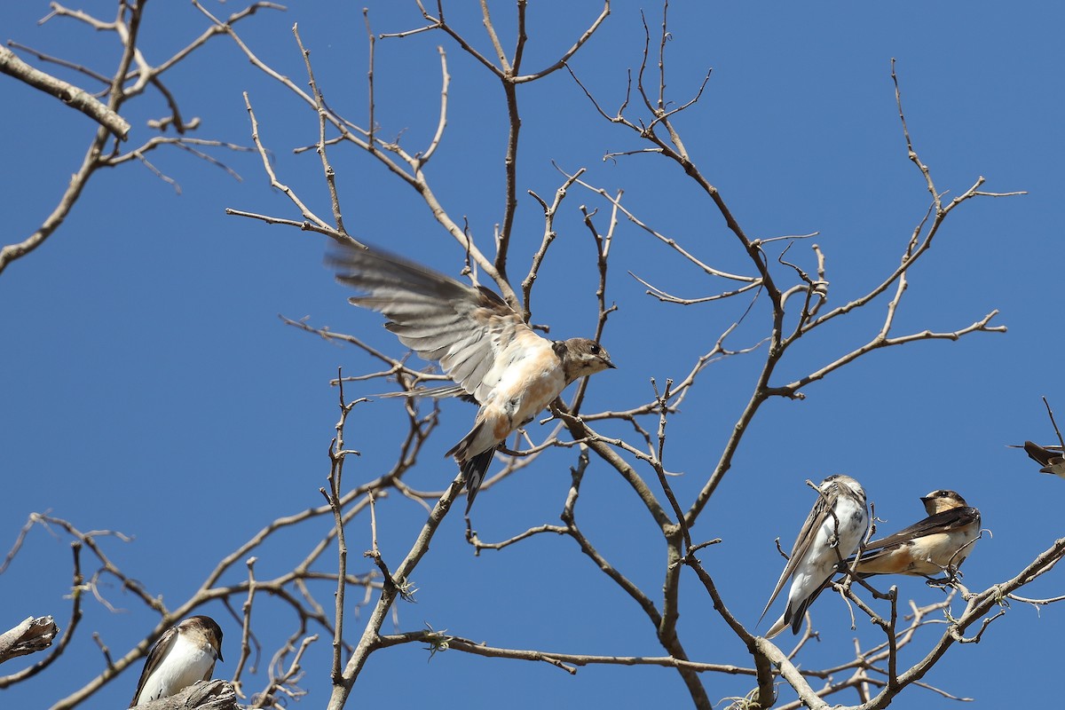 Golondrina Común - ML392417181