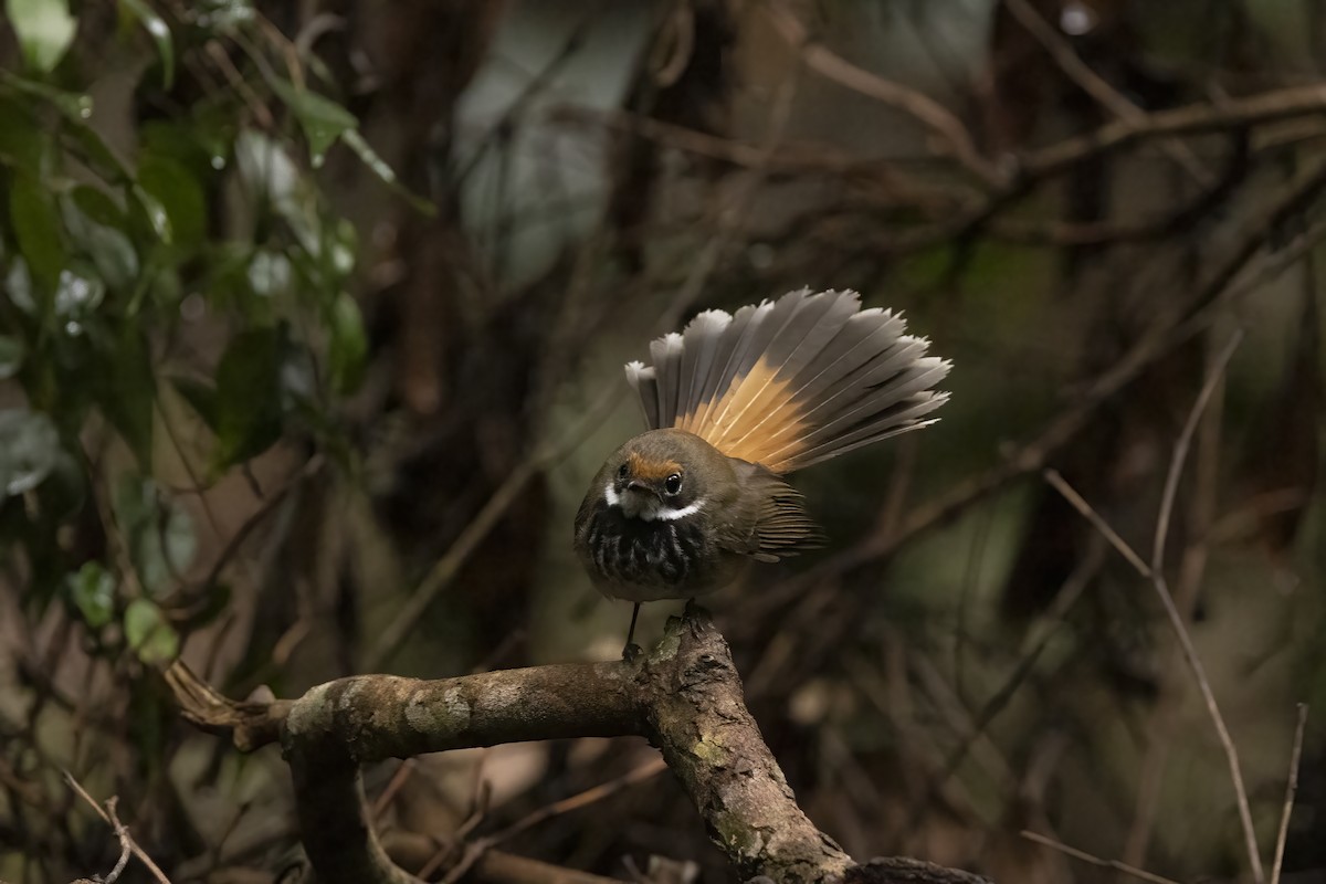 Australian Rufous Fantail - ML392418931