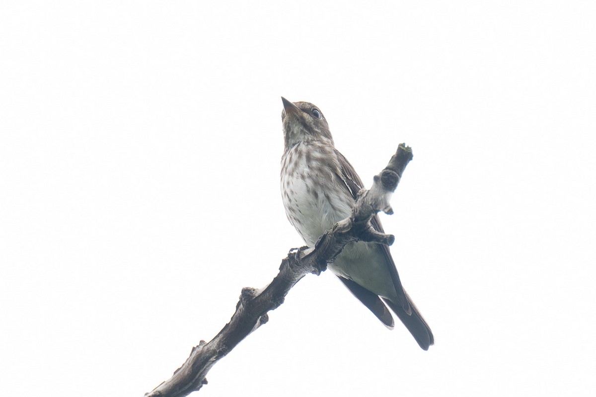 Gray-streaked Flycatcher - ML392419091