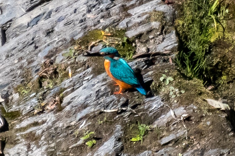 Common Kingfisher - ML392419521