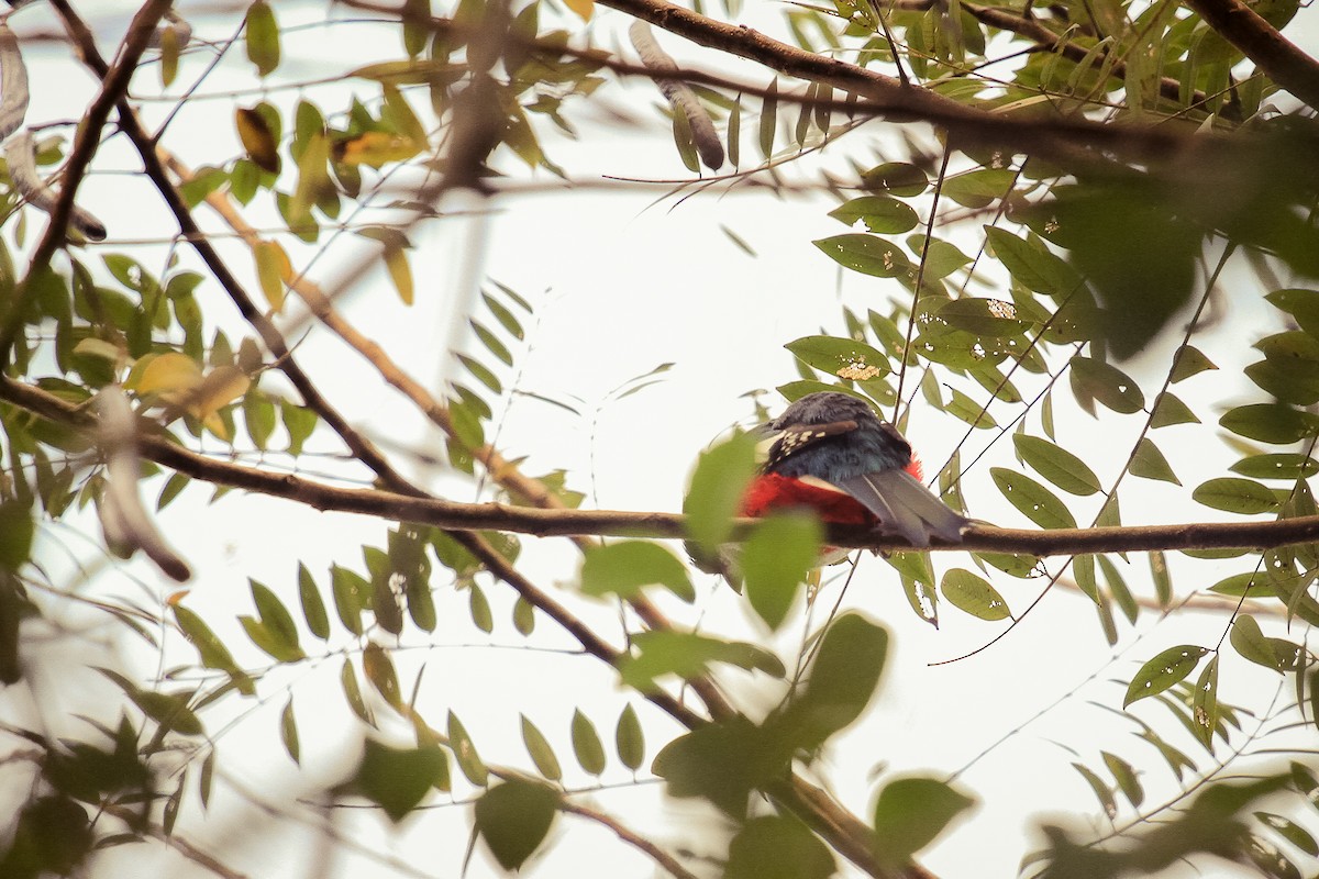 Cuban Trogon - ML392420761