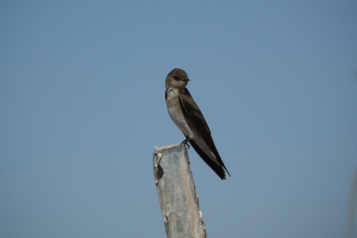 Northern Rough-winged Swallow - ML392420901