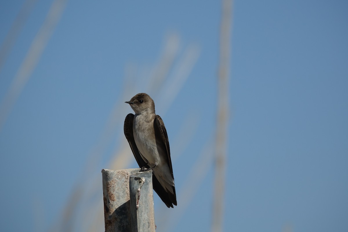 Northern Rough-winged Swallow - ML392420911