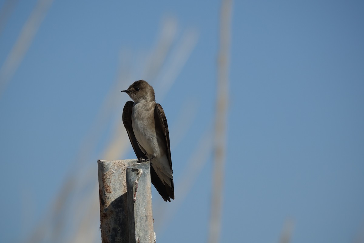 Northern Rough-winged Swallow - ML392420921