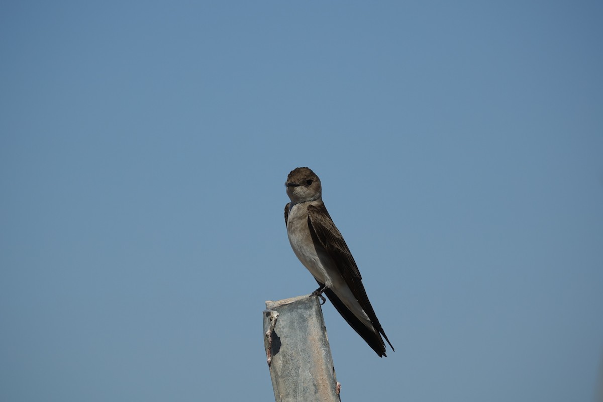 Northern Rough-winged Swallow - ML392420941