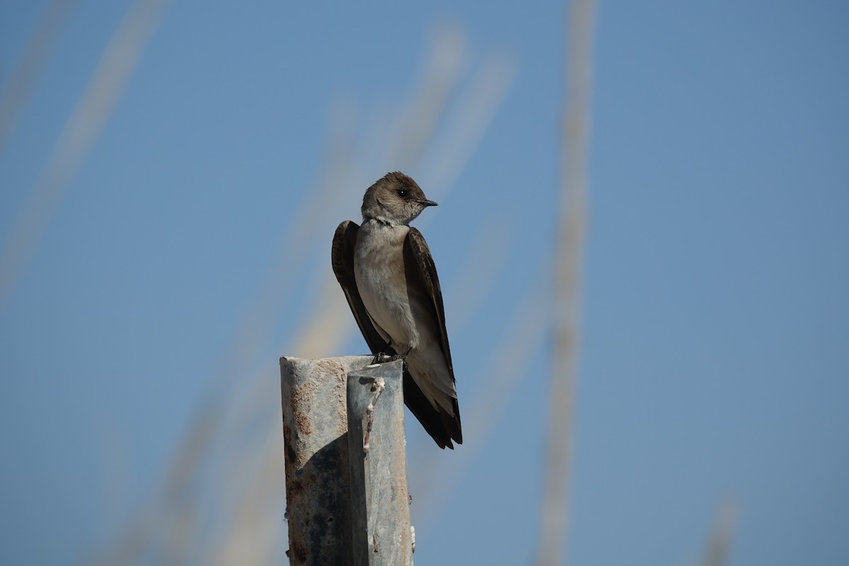Northern Rough-winged Swallow - ML392420951