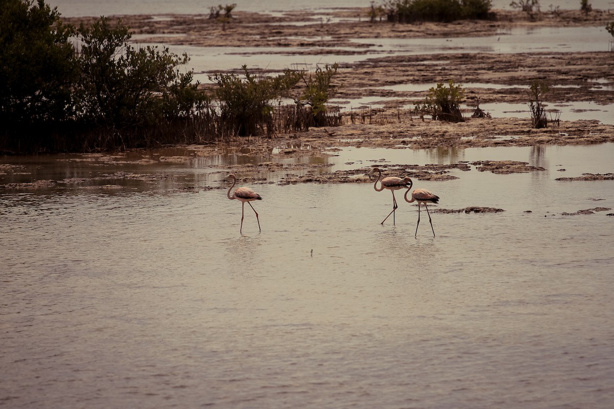 American Flamingo - ML392420961