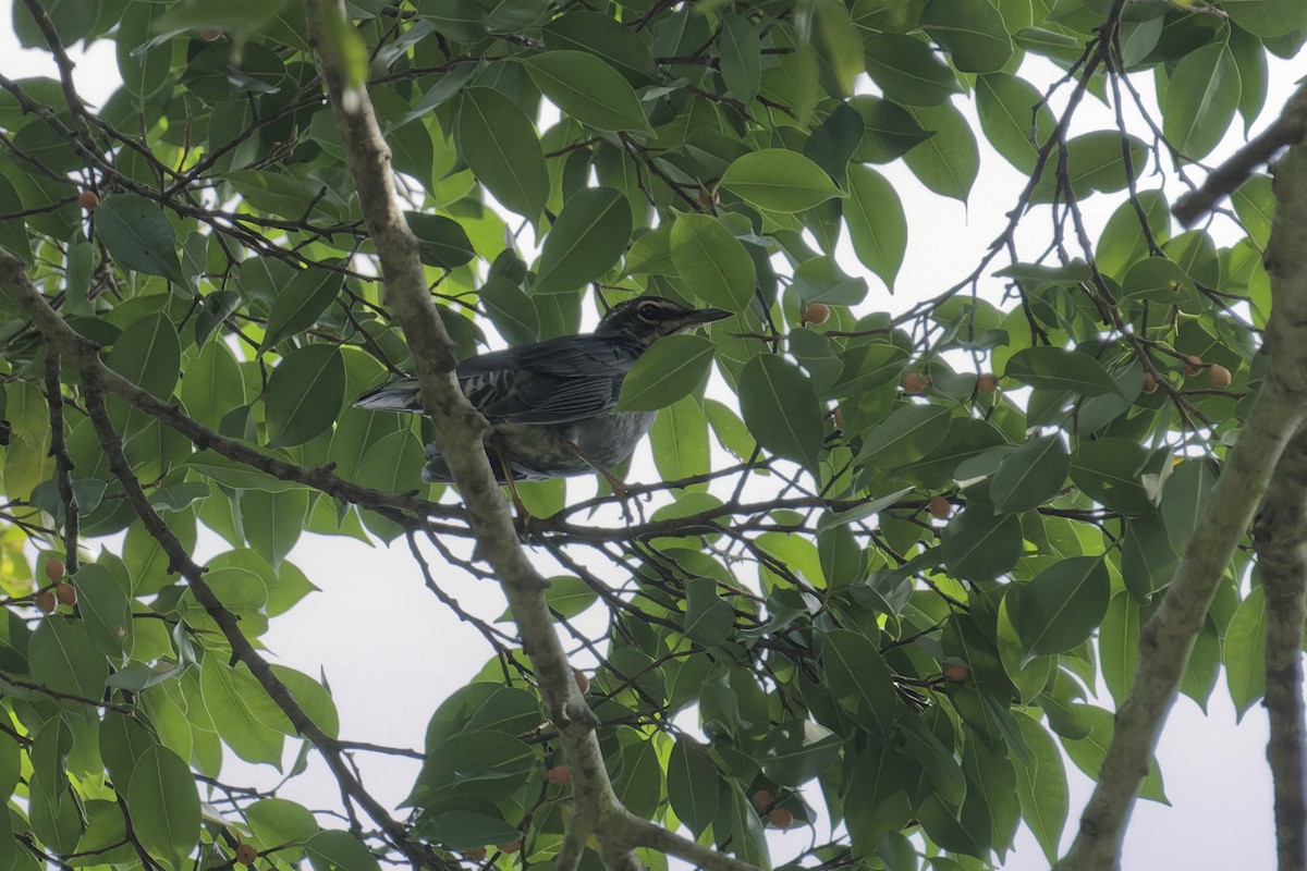 Siberian Thrush - ML392421661