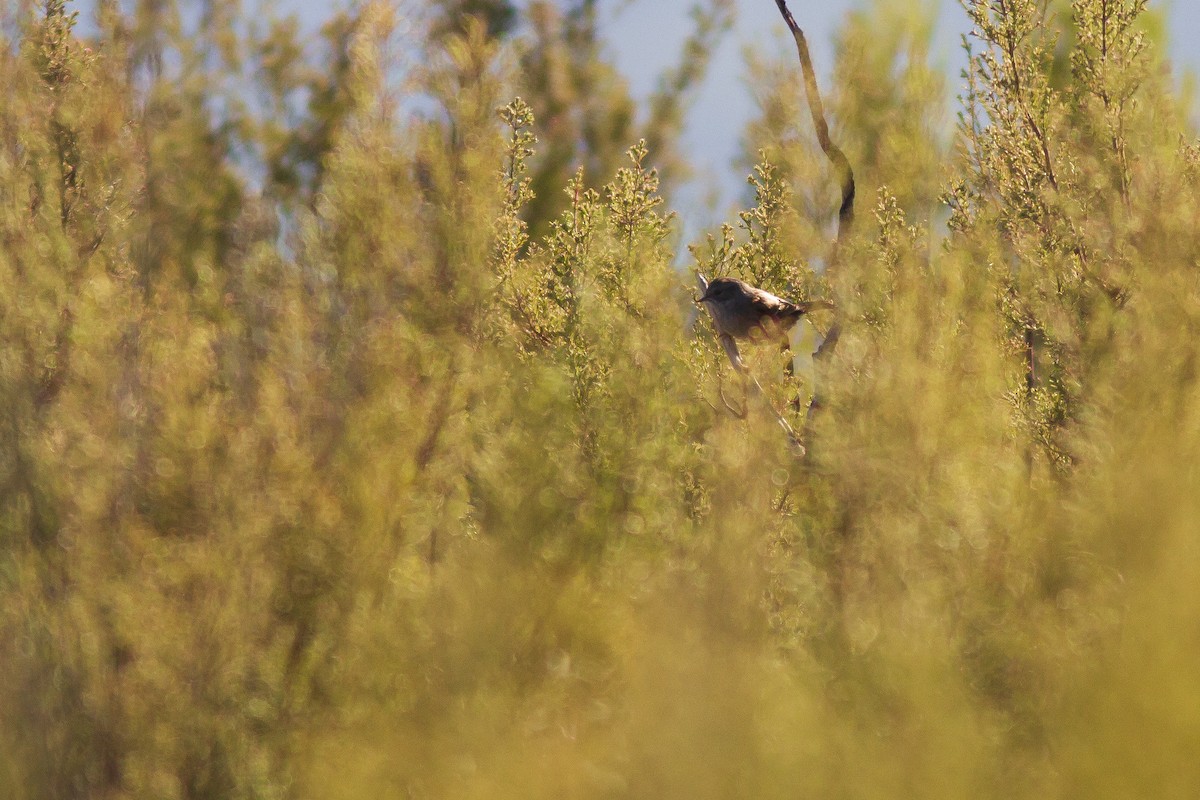 Dunnock - ML392422201