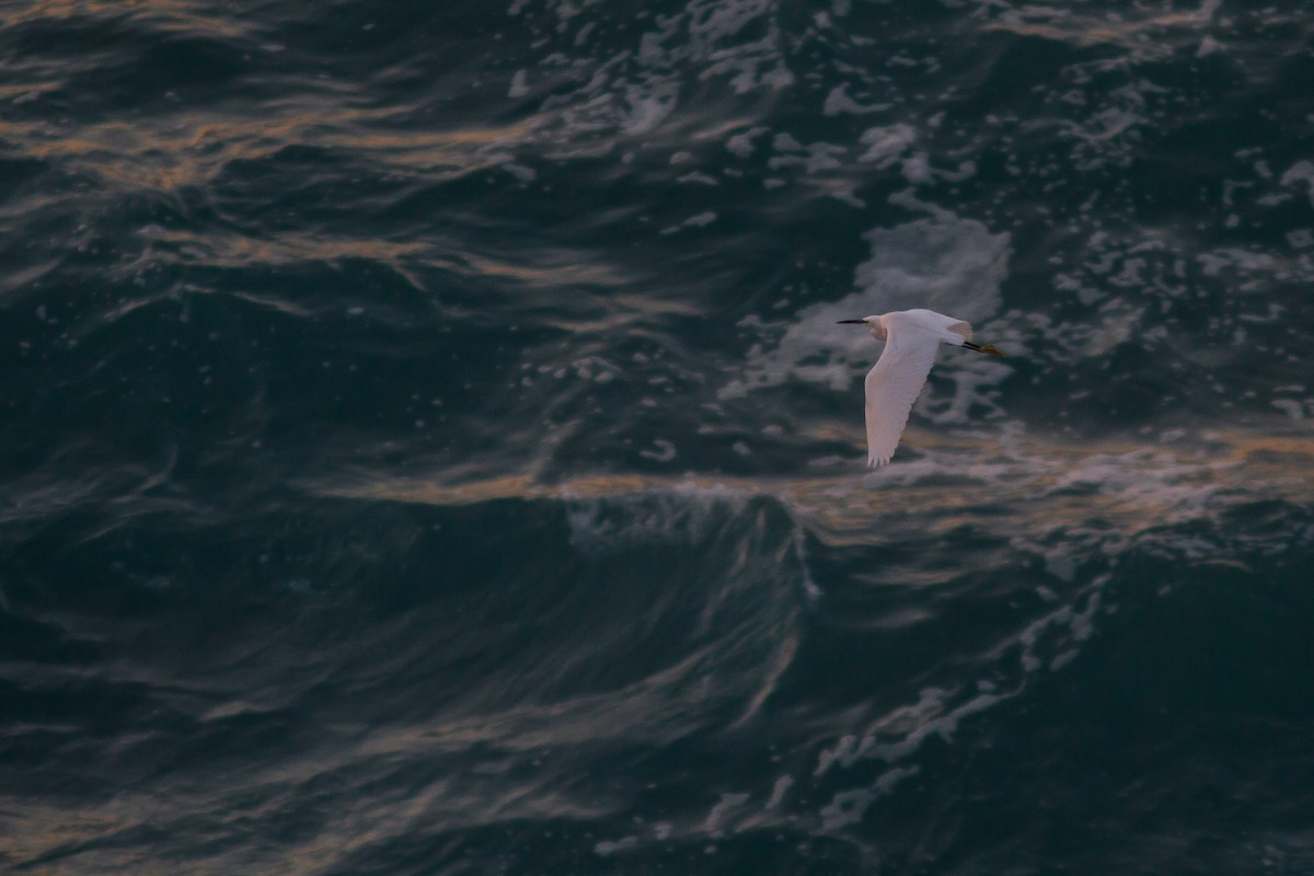 Little Egret - ML392422261