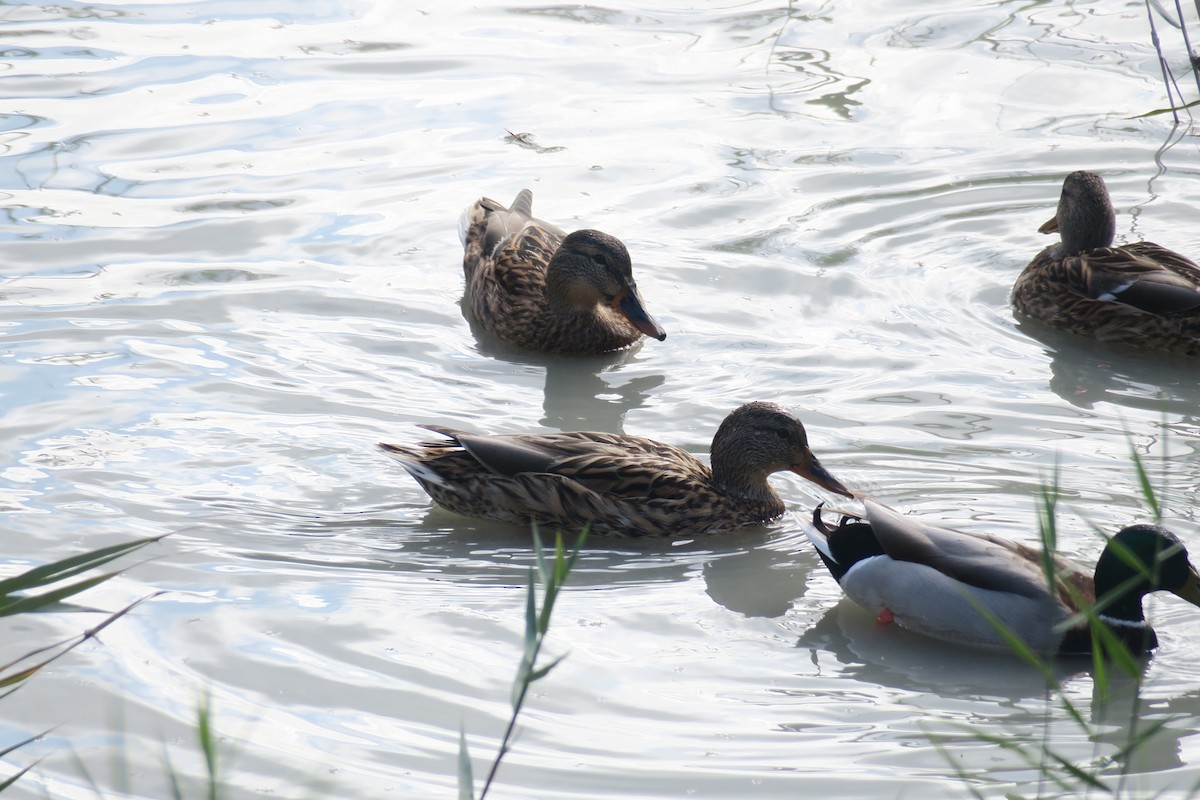 Mallard (Domestic type) - ML392422501