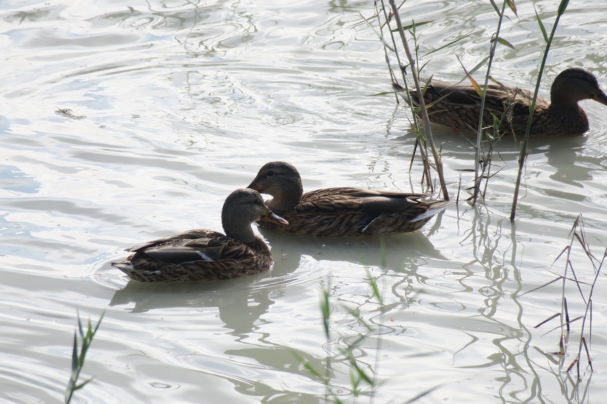 Mallard (Domestic type) - ML392422511