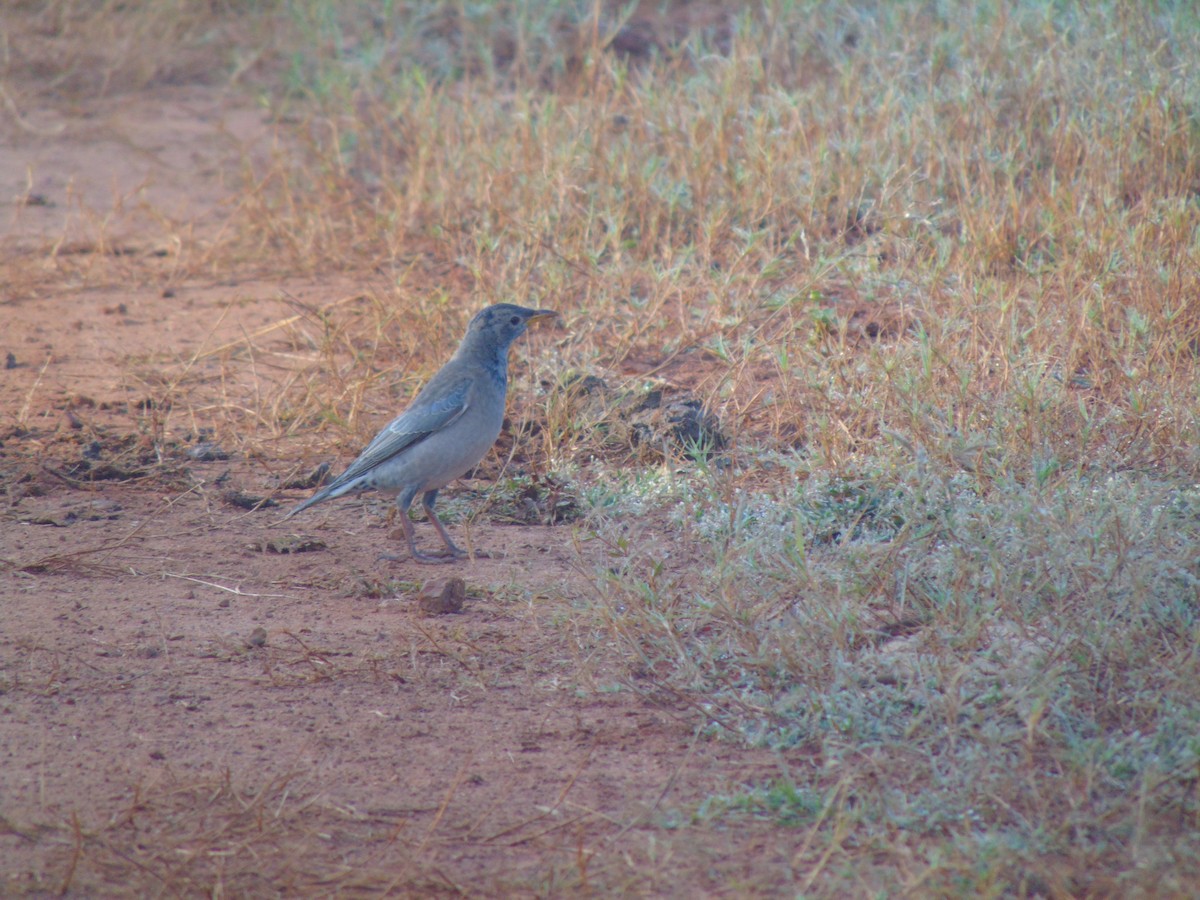 Rosy Starling - ML39242441