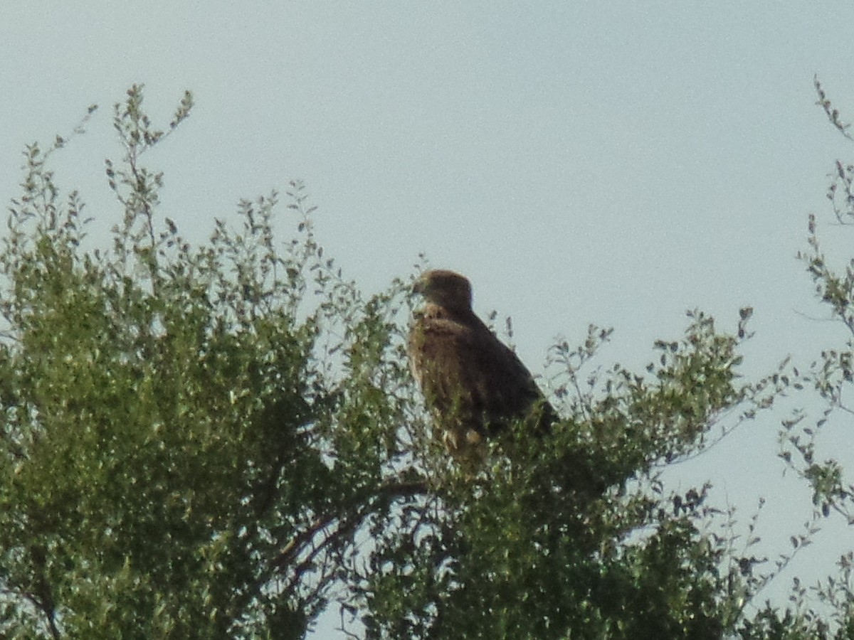 Greater Spotted Eagle - ML392424801