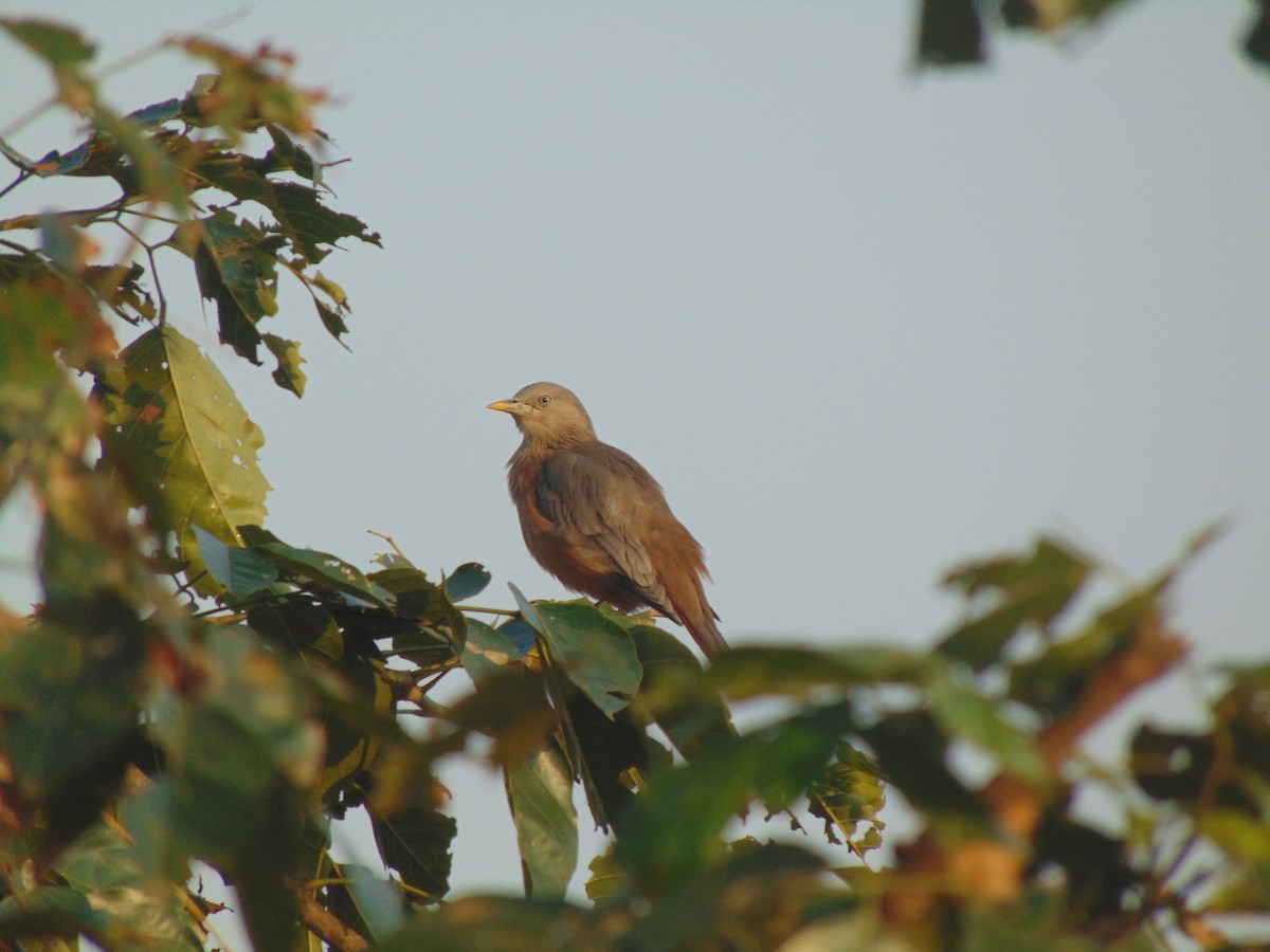 Chestnut-tailed Starling - ML39242491