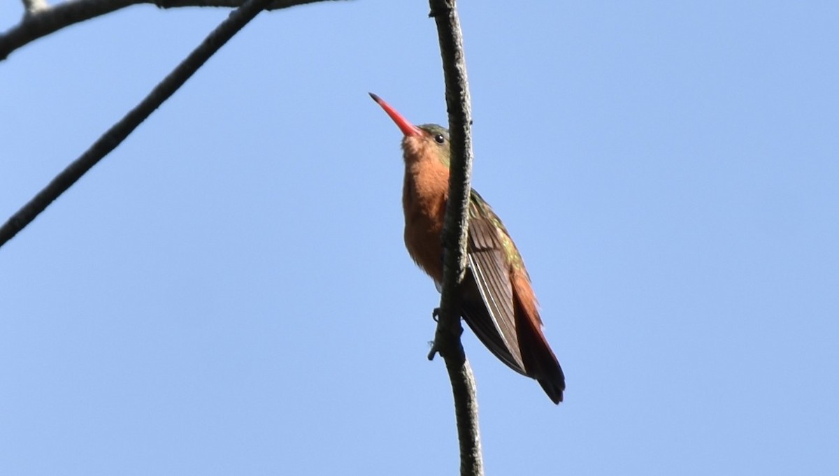 kanelkolibri - ML392425531