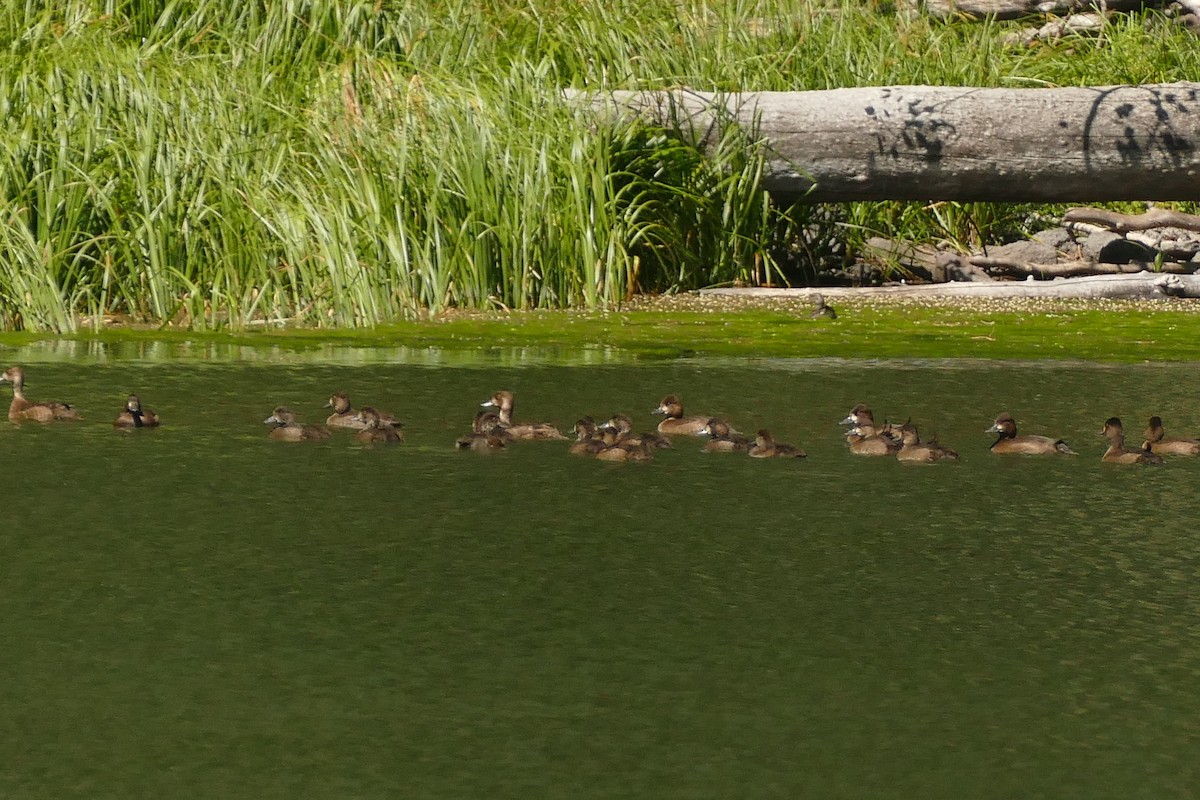 Lesser Scaup - ML392425561