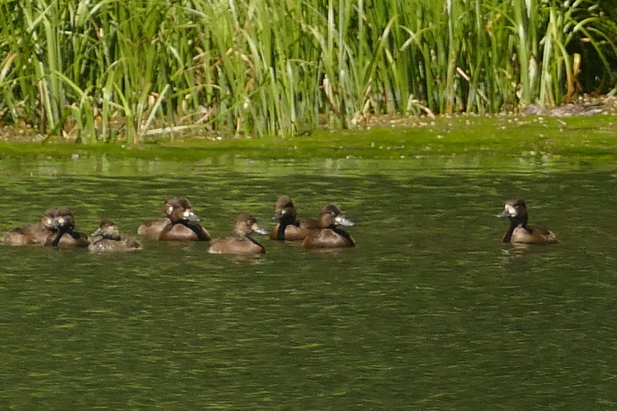 Lesser Scaup - Matthew Colbert