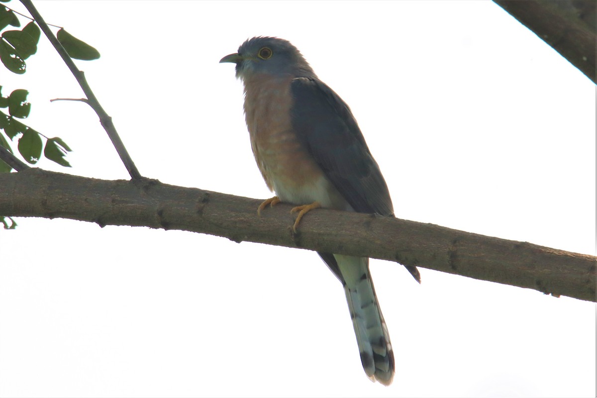 Common Hawk-Cuckoo - ML392425841
