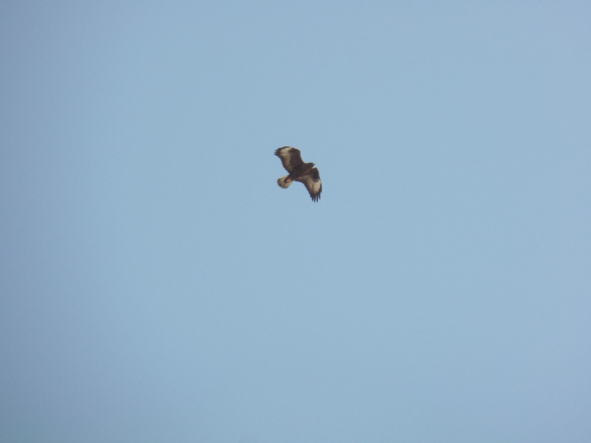 Common Buzzard (Steppe) - ahmad mohammadi ravesh