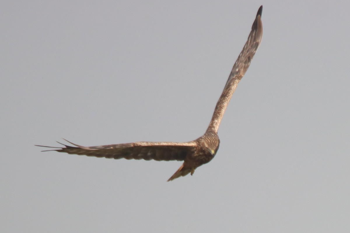 Eastern Marsh Harrier - ML392426191