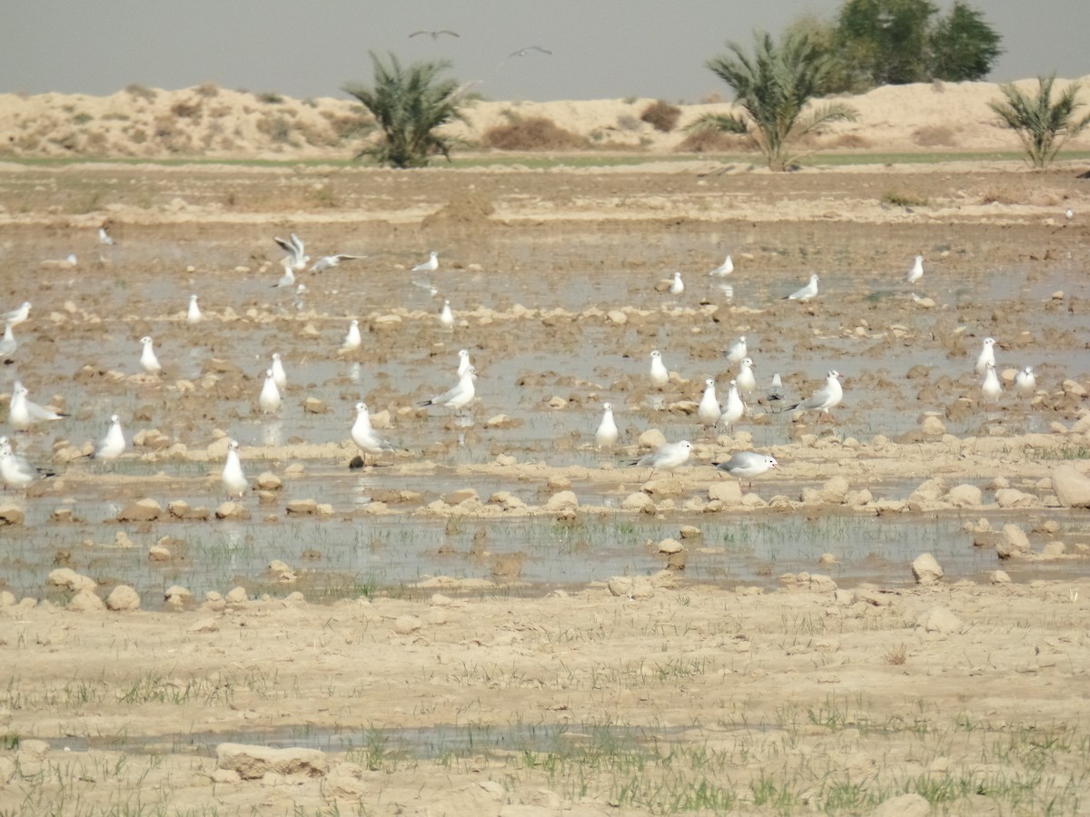 Black-headed Gull - ahmad mohammadi ravesh