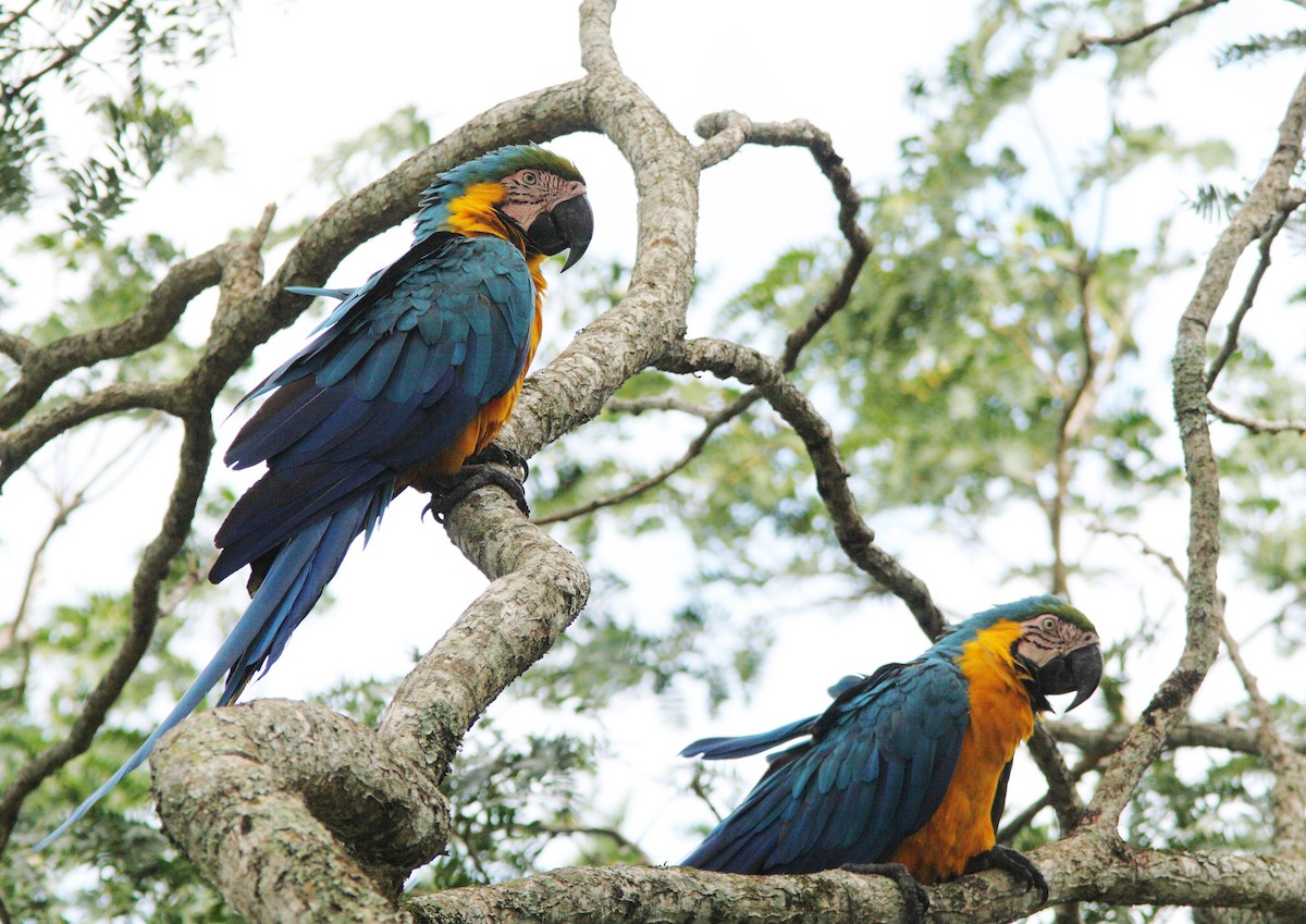 Blue-and-yellow Macaw - ML392429121