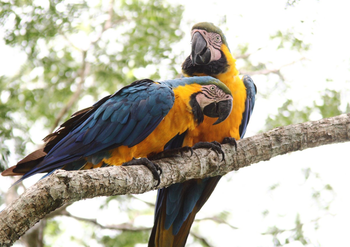 Blue-and-yellow Macaw - ML392429201