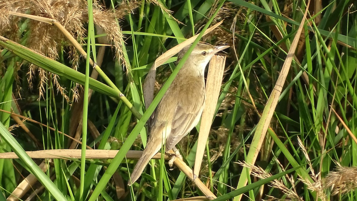 Clamorous Reed Warbler - ML392429741