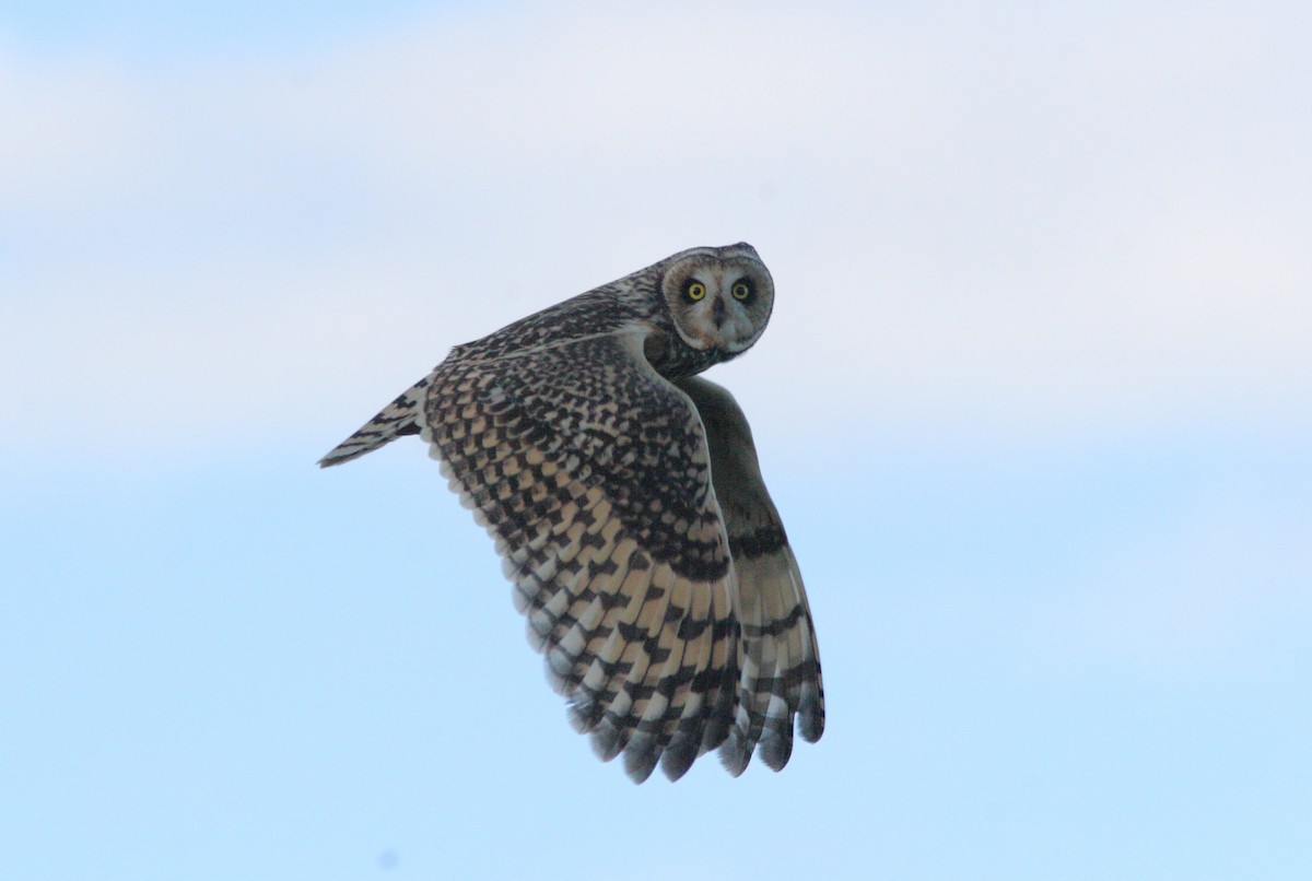 Short-eared Owl (South American) - ML392431111