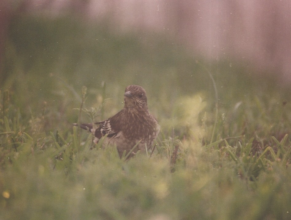 Aztec Thrush - Arlie Cooksey